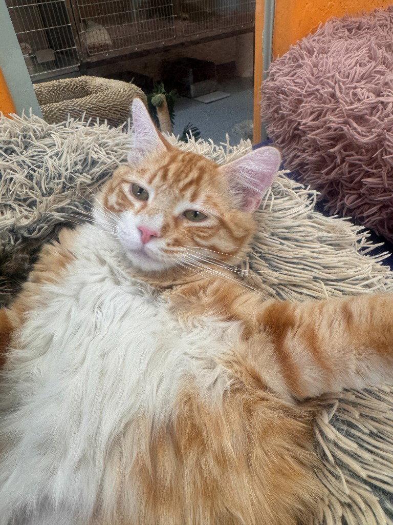 Amp, Adoptable, Young Male Domestic Short Hair & Tabby.