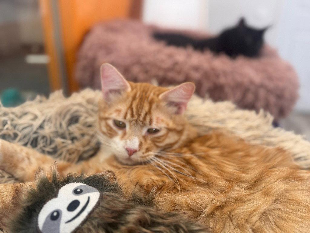 Enlarge Amp, a Adoptable mixed breed in Saint George, UT image 2/3