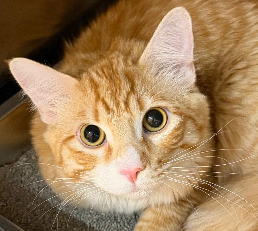 Enlarge Amp, a Adoptable mixed breed in Saint George, UT image 3/3