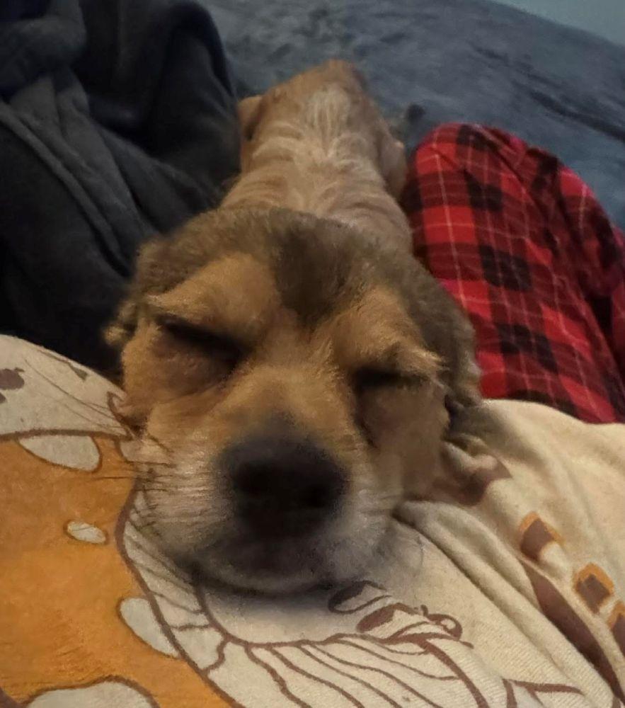 Enlarge Baby, a Adoptable mixed breed in Barrington, IL image 2/3