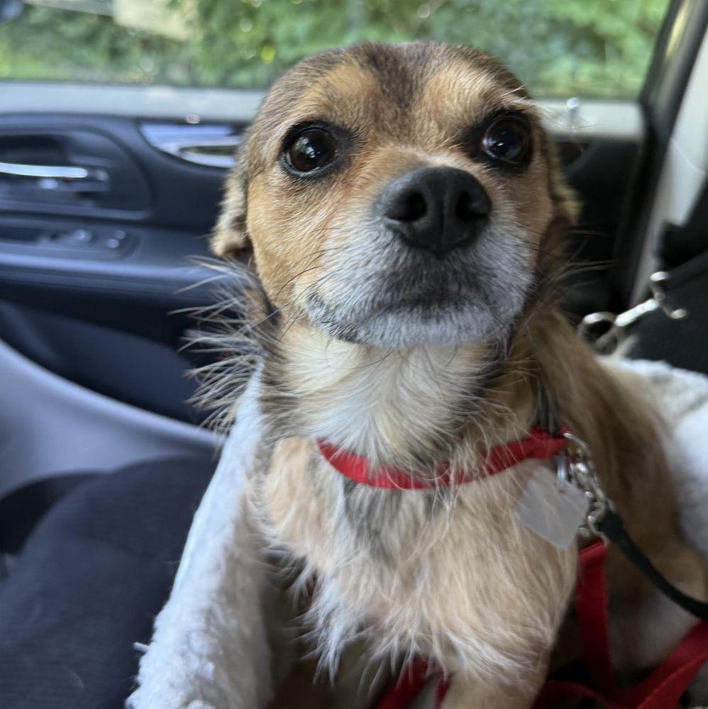 Baby, Adoptable, Adult Male Chihuahua & Terrier.
