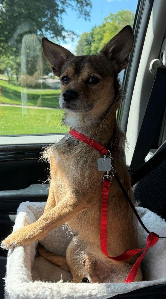 Baby, a ADOPTABLE mixed breed in Barrington, IL image 1/5