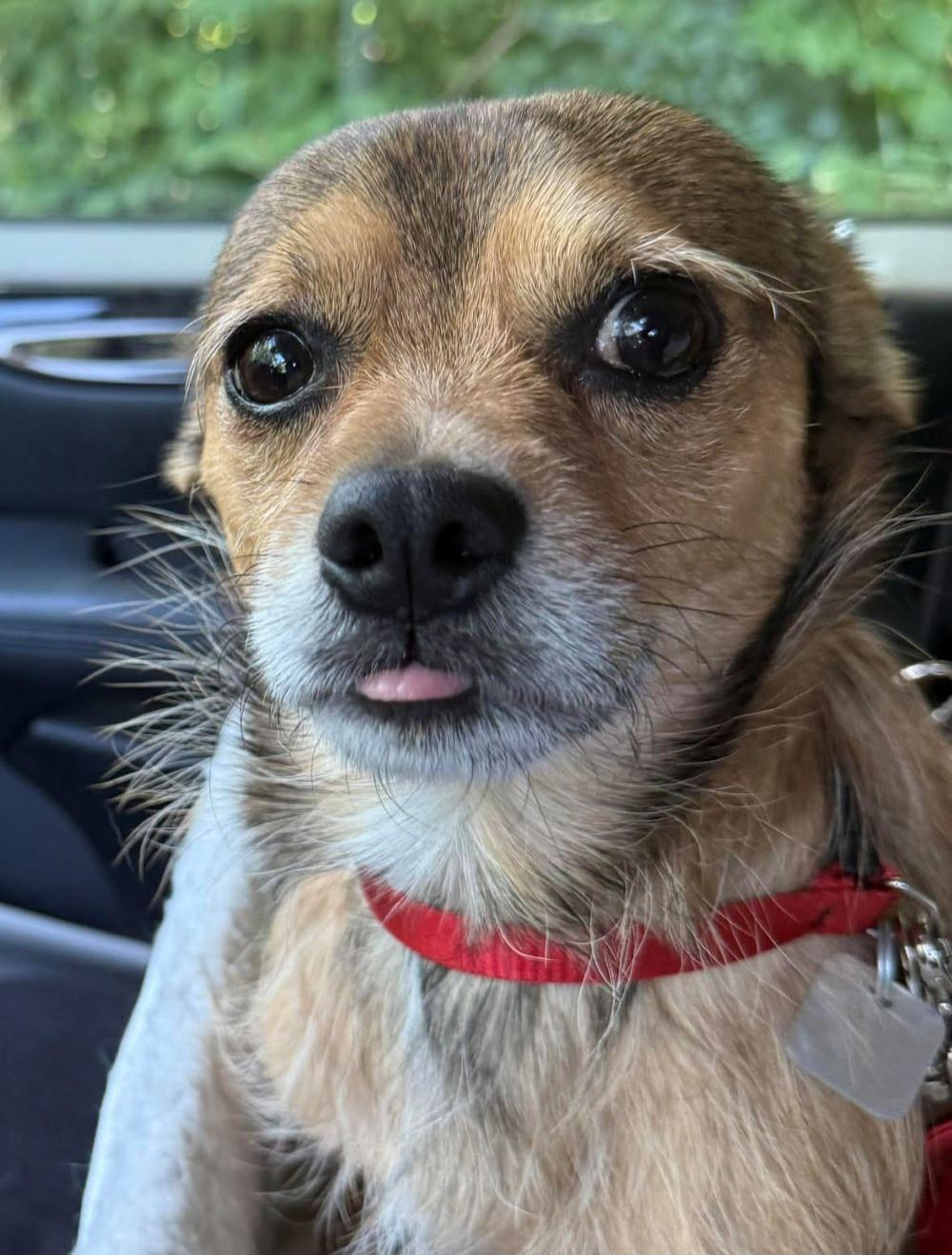 Baby, a ADOPTABLE mixed breed in Barrington, IL image 2/5