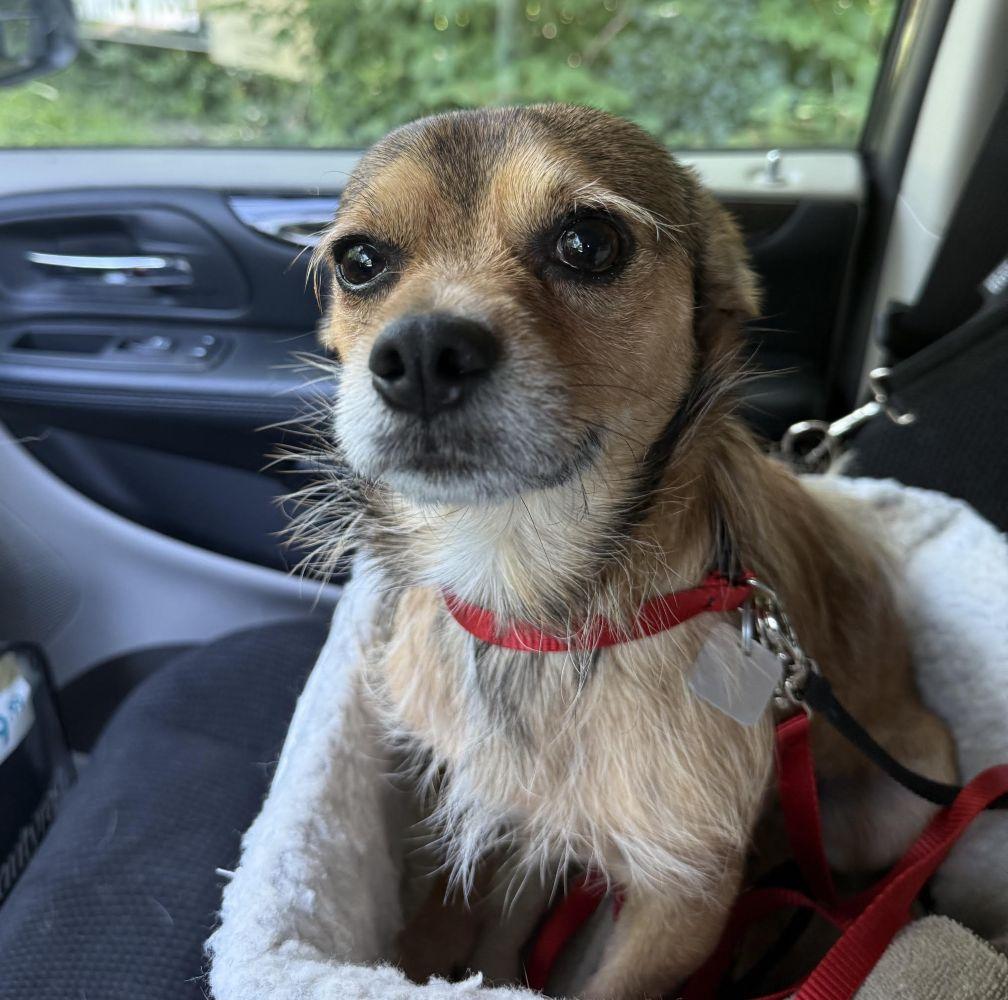 Baby, a ADOPTABLE mixed breed in Barrington, IL image 4/5