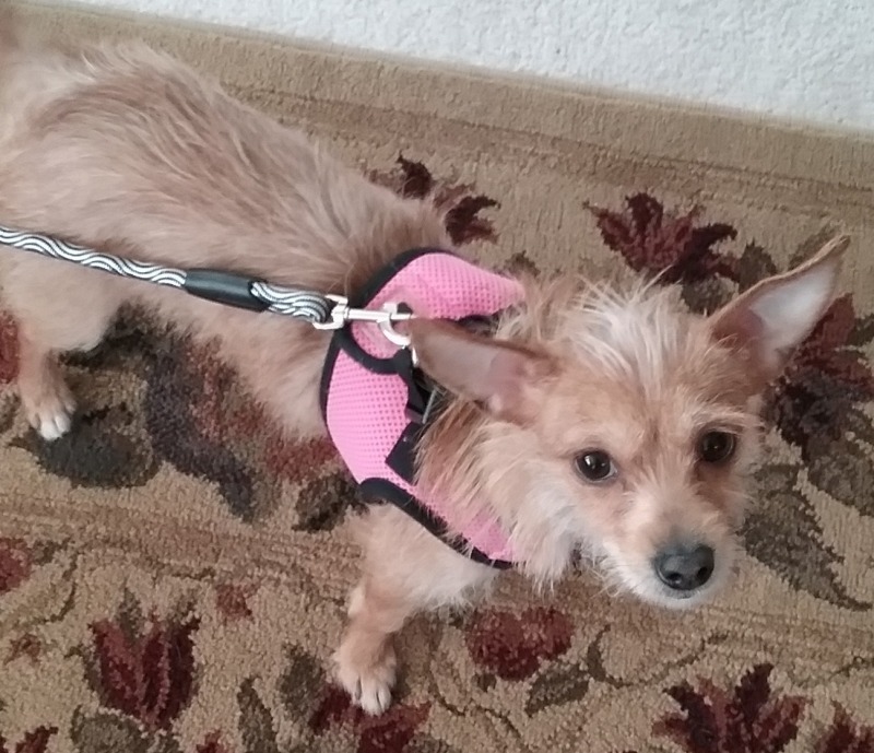 Sophie (MD), Adoptable, Young Female Dachshund.