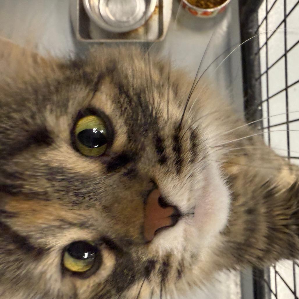 Luna, Adoptable, Adult Female Domestic Long Hair.