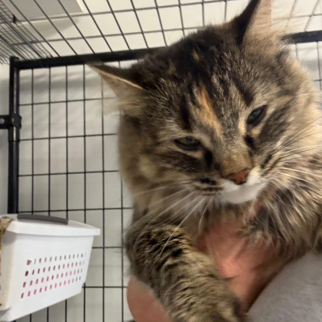 Luna, a Adoptable Domestic Long Hair in Carroll, IA image 2/6