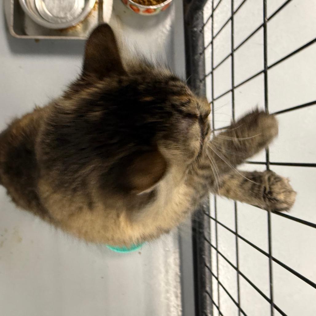 Luna, a Adoptable Domestic Long Hair in Carroll, IA image 3/6