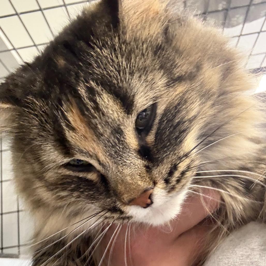 Luna, a Adoptable Domestic Long Hair in Carroll, IA image 4/6