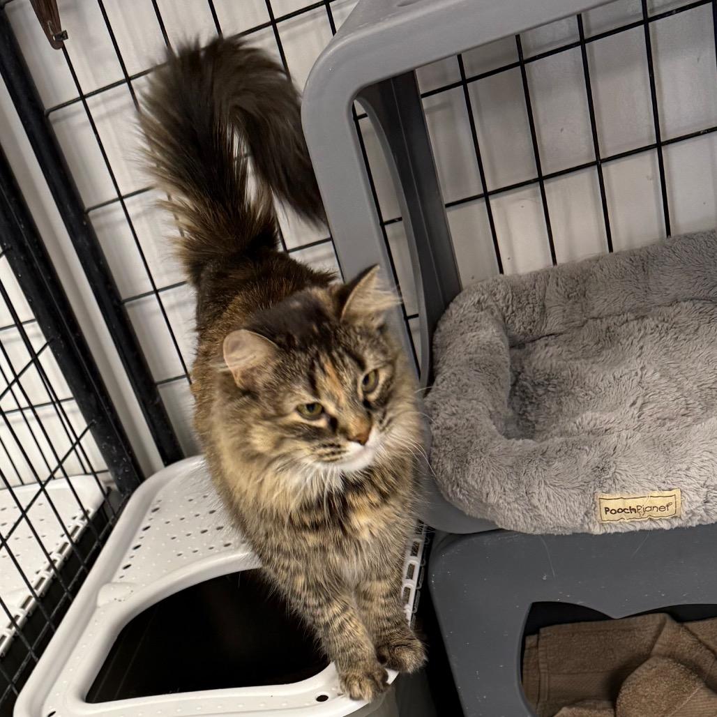 Luna, a Adoptable Domestic Long Hair in Carroll, IA image 5/6