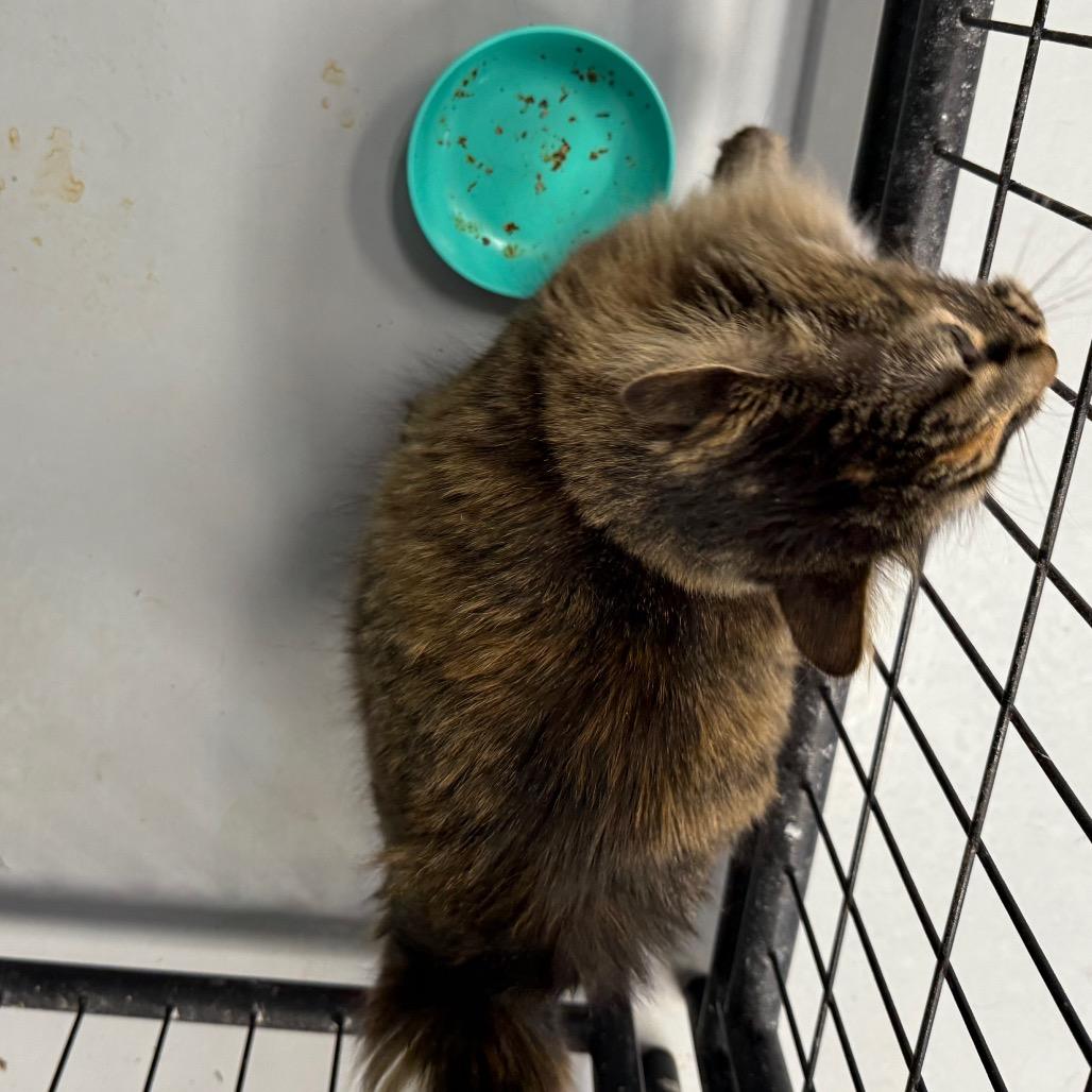 Luna, a Adoptable Domestic Long Hair in Carroll, IA image 6/6