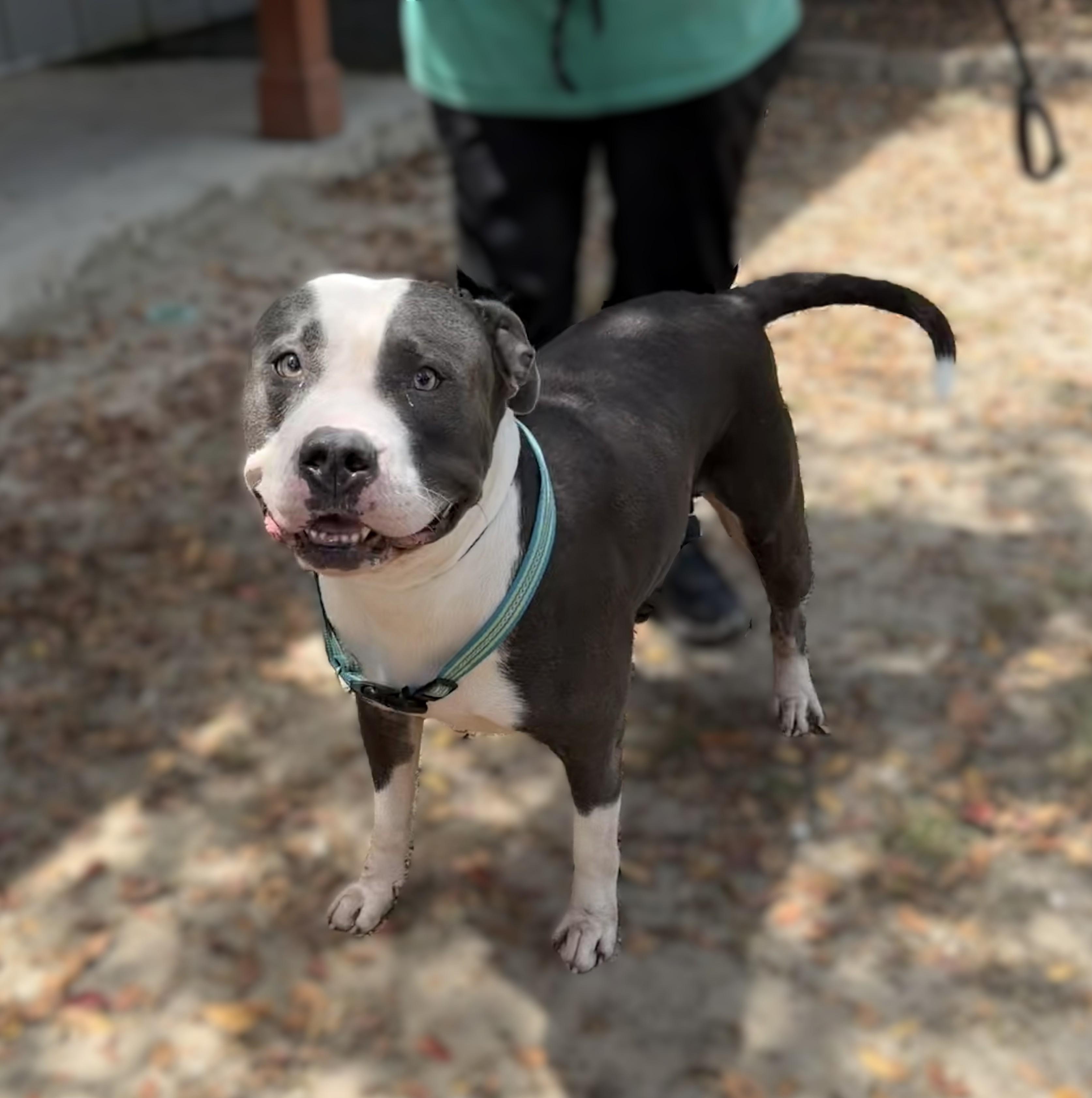 Cheeseburger, ADOPTABLE, Adult Male American Bully.