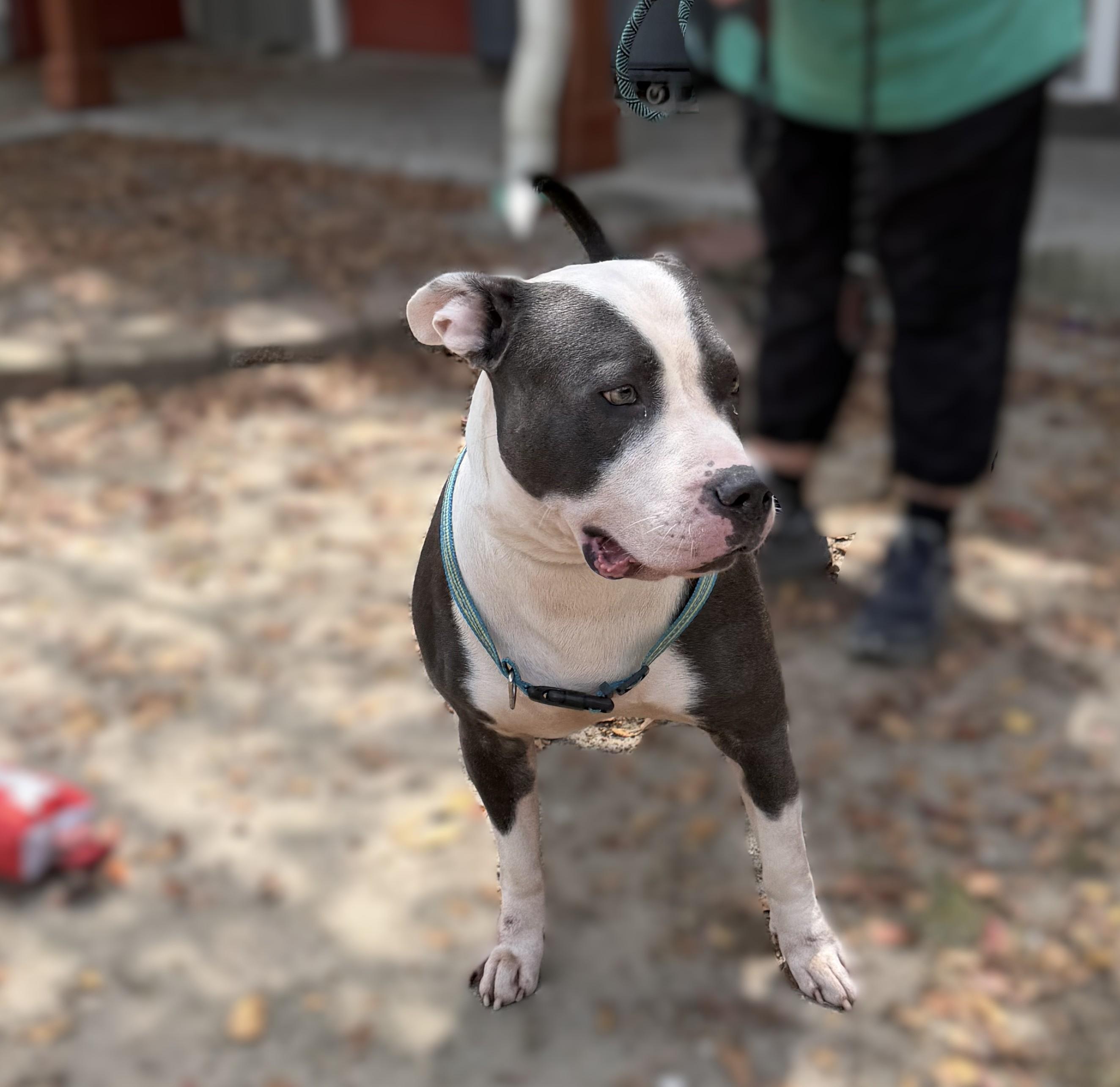 Enlarge Cheeseburger, a ADOPTABLE mixed breed in Slidell, LA image 2/3