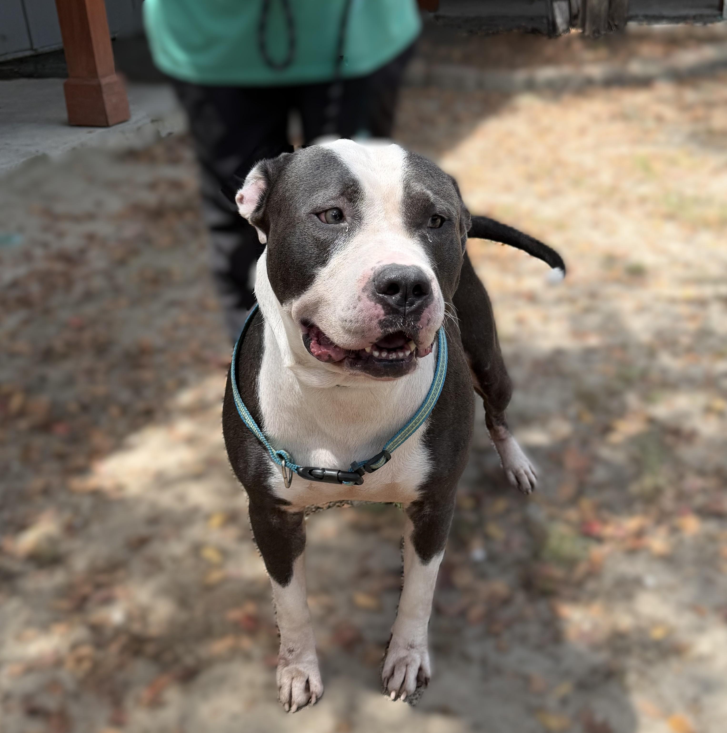 Enlarge Cheeseburger, a ADOPTABLE mixed breed in Slidell, LA image 3/3