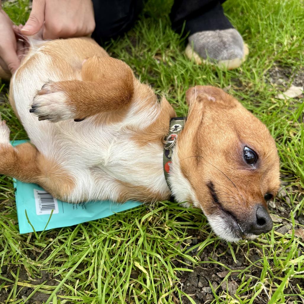 Taco, Adoptable, Adult Male Chihuahua.