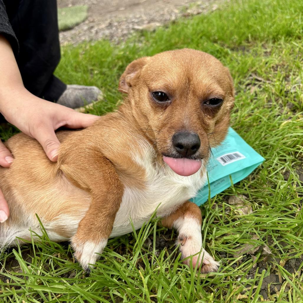 Enlarge Taco, a Adoptable Chihuahua in Sonoma, CA image 2/3