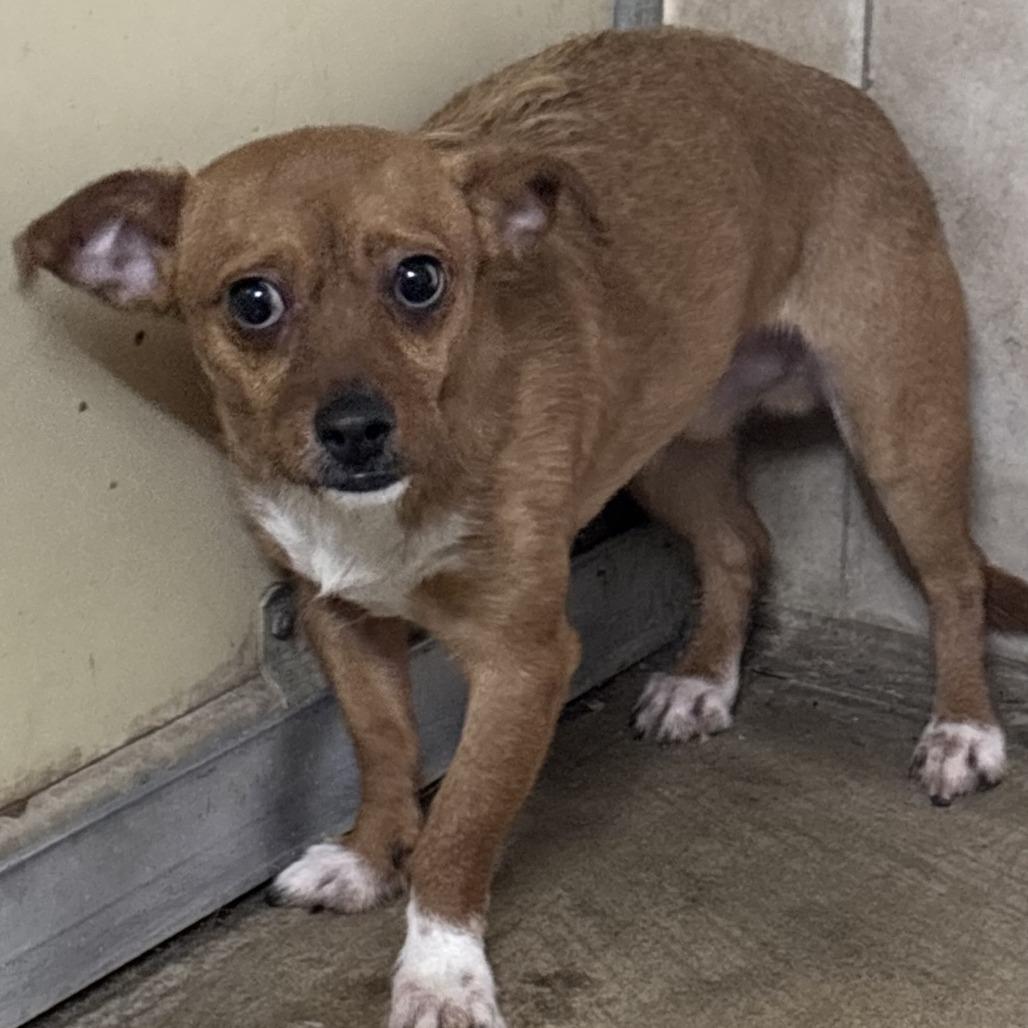 Enlarge Taco, a Adoptable Chihuahua in Sonoma, CA image 3/3