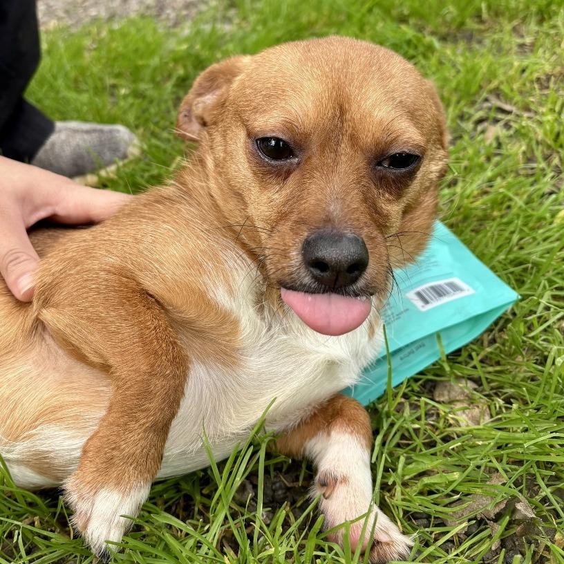 Enlarge Taco, a Adoptable Chihuahua in Sonoma, CA image 3/3