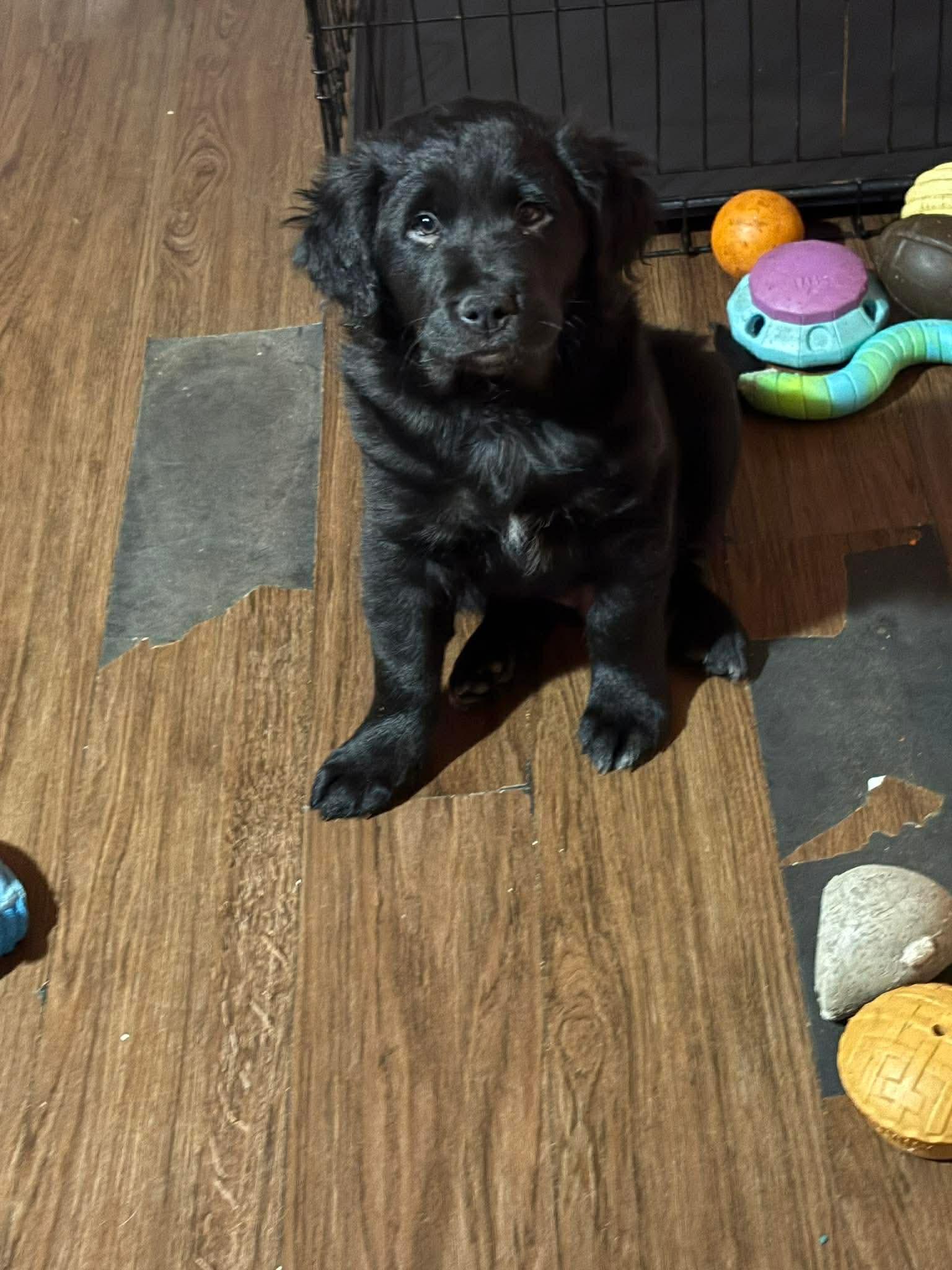 YANG, Adoptable, Young Male Labrador Retriever & Collie.