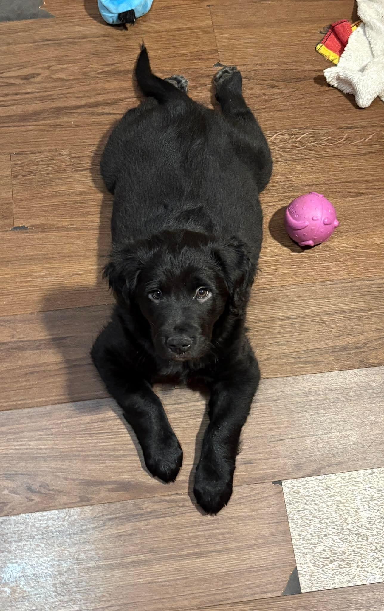 YANG, a Adoptable mixed breed in Pomfret Center, CT image 2/3