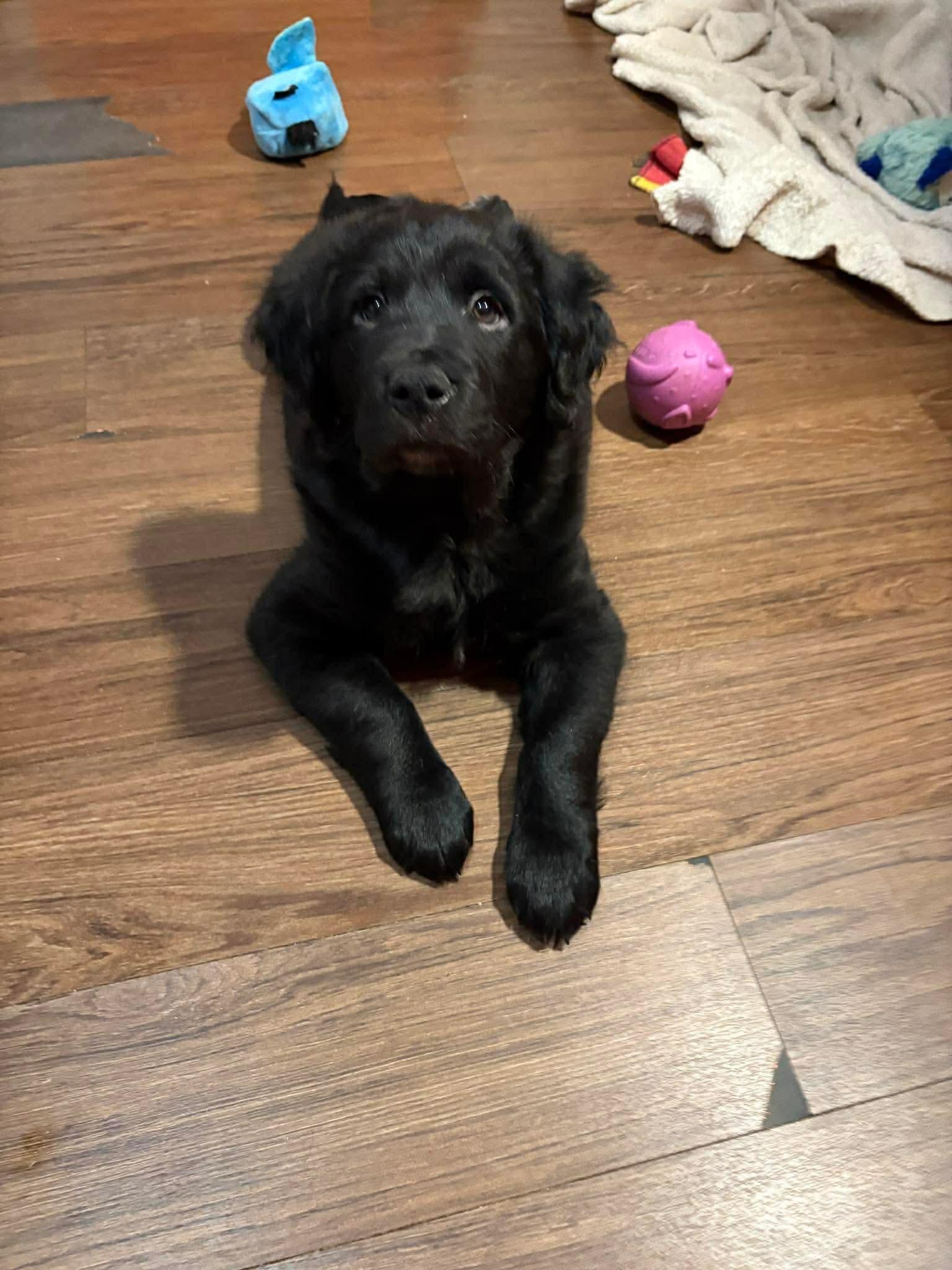 YANG, a Adoptable mixed breed in Pomfret Center, CT image 3/3