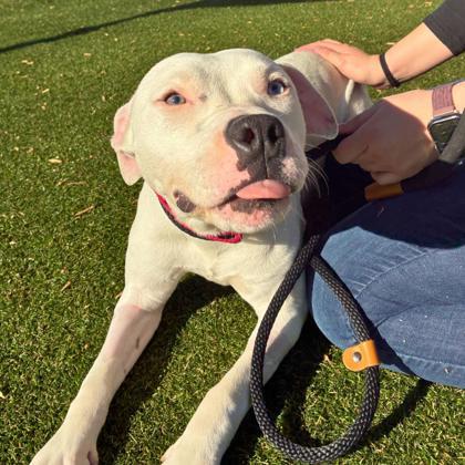 Ray, Adoptable, Adult Male Pit Bull Terrier & Mixed Breed.