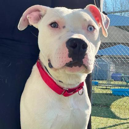 Enlarge Ray, a Adoptable mixed breed in Gastonia, NC image 2/3