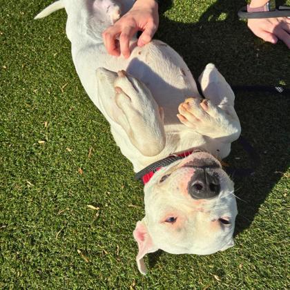 Enlarge Ray, a Adoptable mixed breed in Gastonia, NC image 3/3