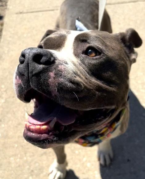 Enlarge PRIMO, a Adoptable mixed breed in Huntington, NY image 2/3