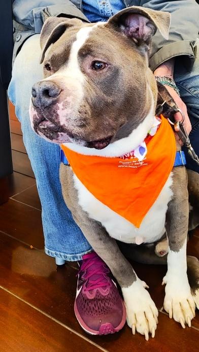 Enlarge PRIMO, a Adoptable mixed breed in Huntington, NY image 3/3