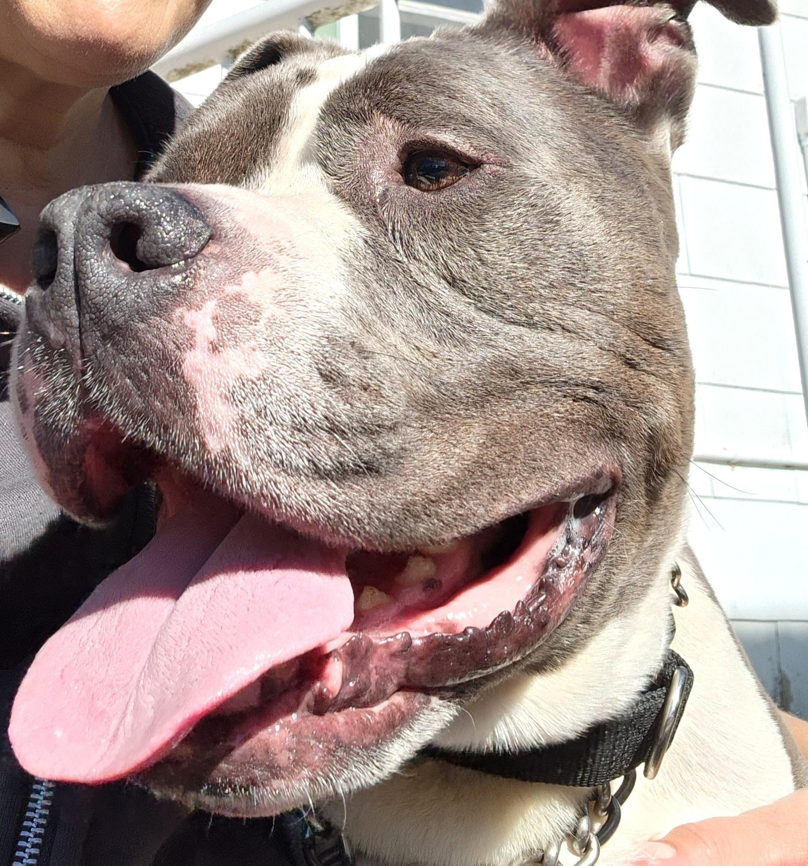 Primo, Adoptable, Adult Male Staffordshire Bull Terrier.