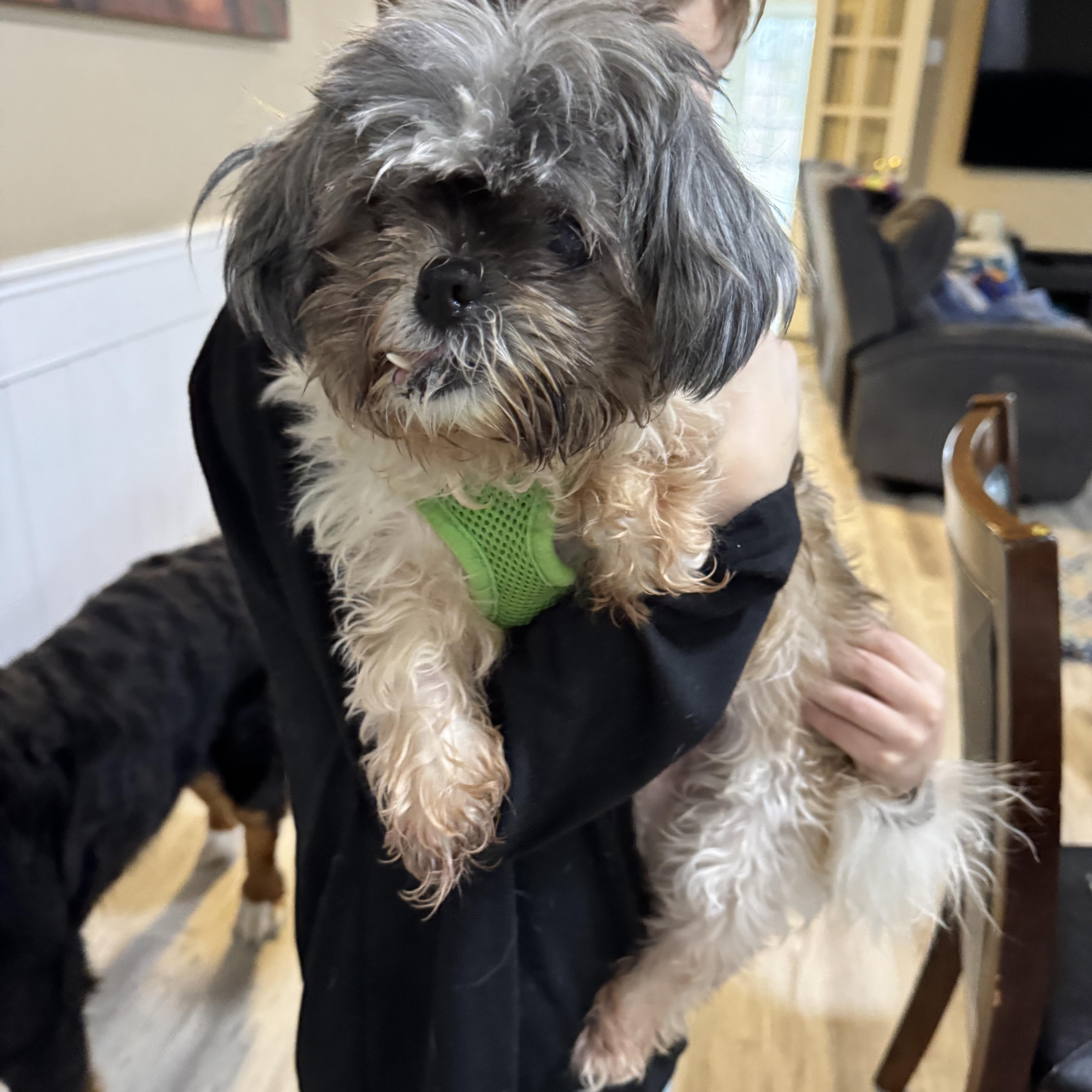 Enlarge Dorothy , a Adoptable mixed breed in Winchester , VA image 3/6