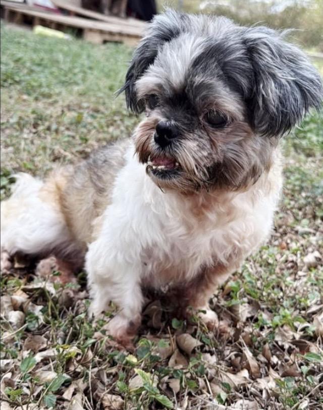 Dorothy , Adoptable, Senior Female Shih Tzu.