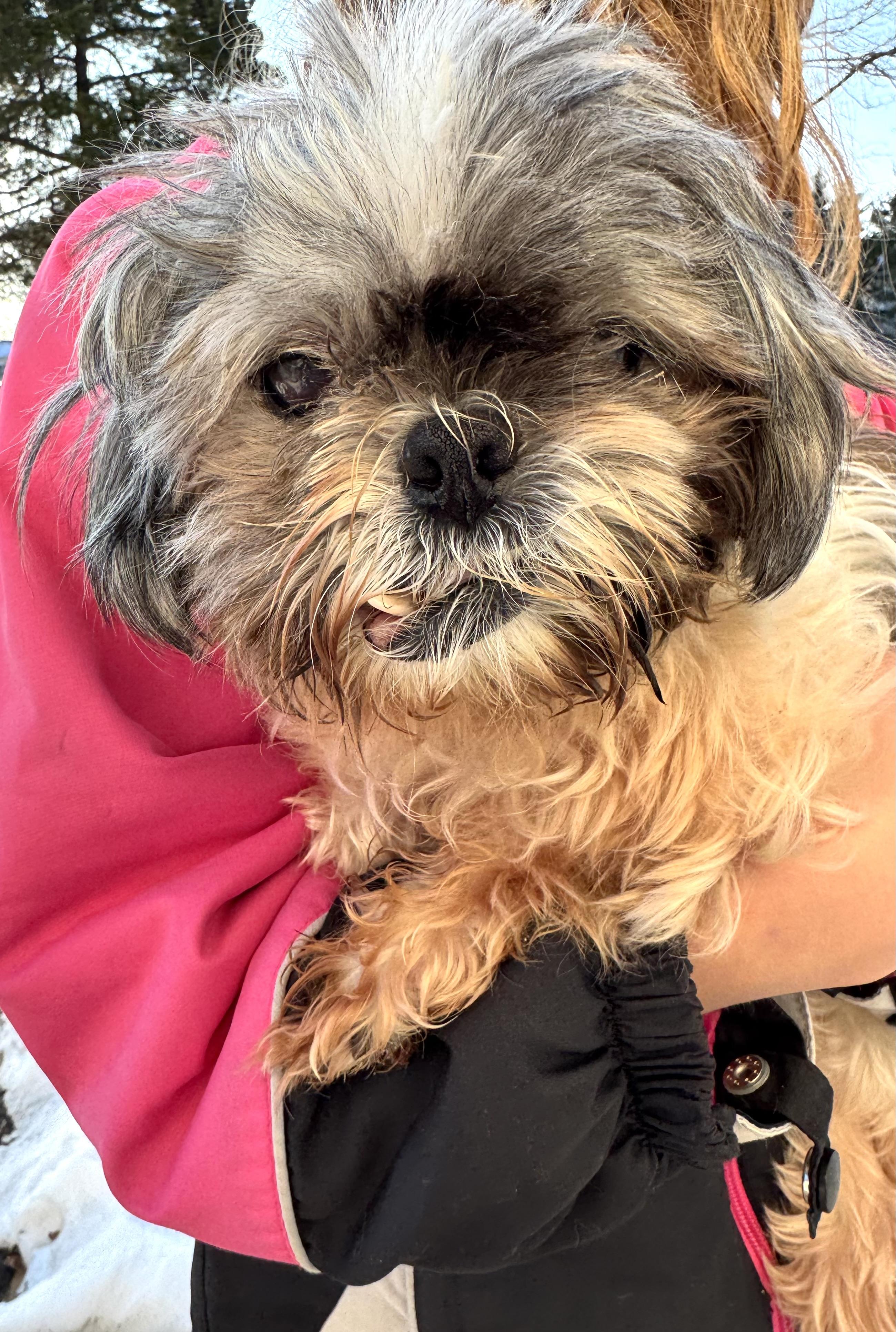 Enlarge Dorothy , a Adoptable mixed breed in Winchester , VA image 2/6