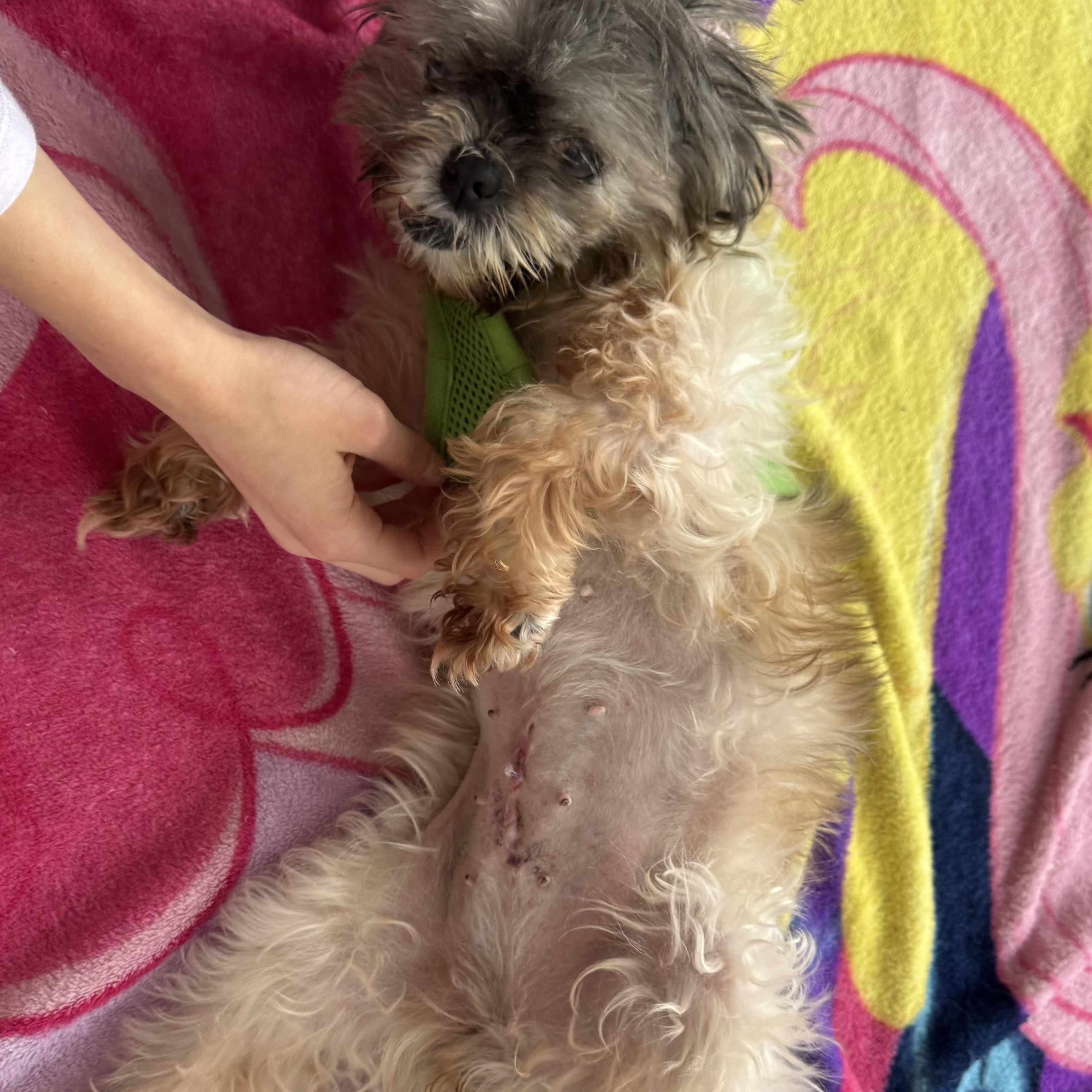 Enlarge Dorothy , a Adoptable mixed breed in Winchester , VA image 5/6