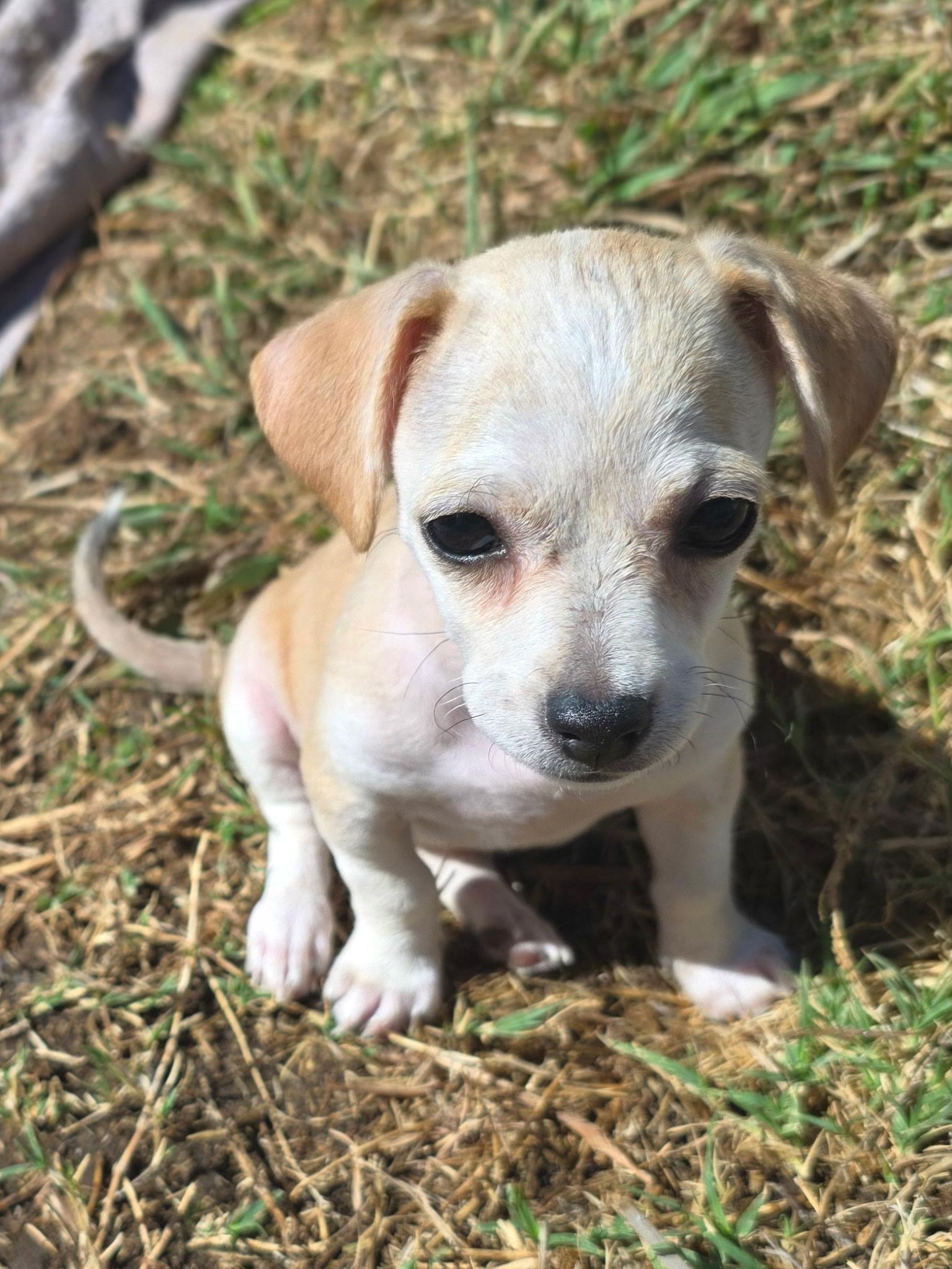 Winnie, a ADOPTABLE mixed breed in Penryn, CA image 2/3