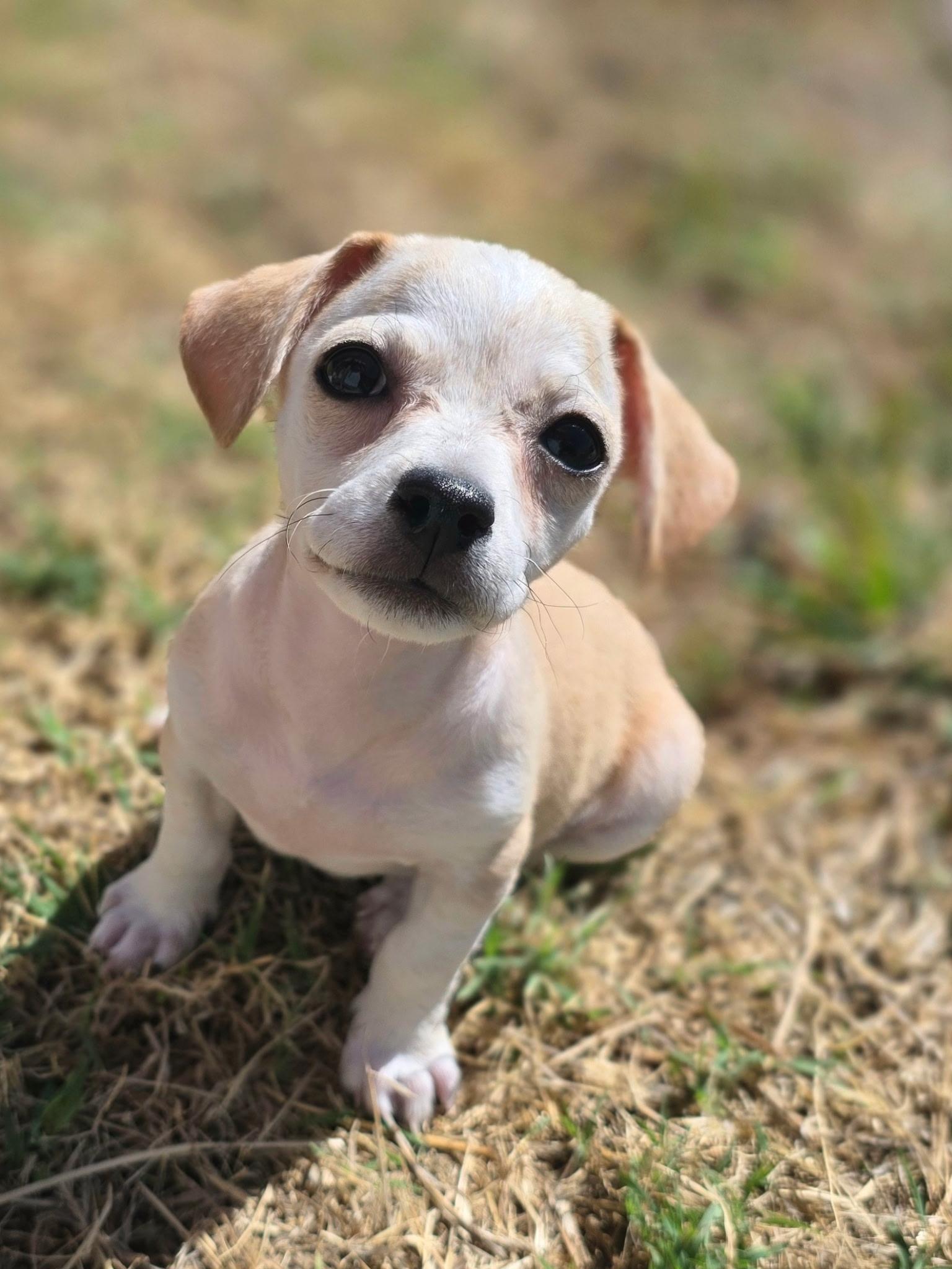 Winnie, a ADOPTABLE mixed breed in Penryn, CA image 1/3