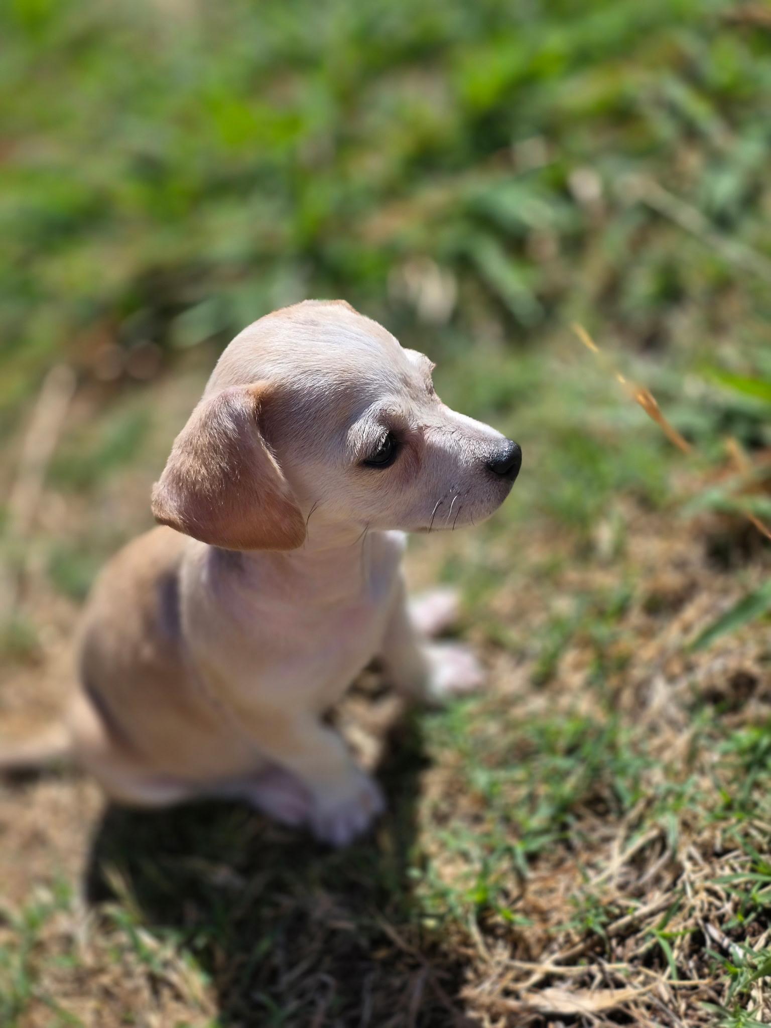 Winnie, a ADOPTABLE mixed breed in Penryn, CA image 3/3