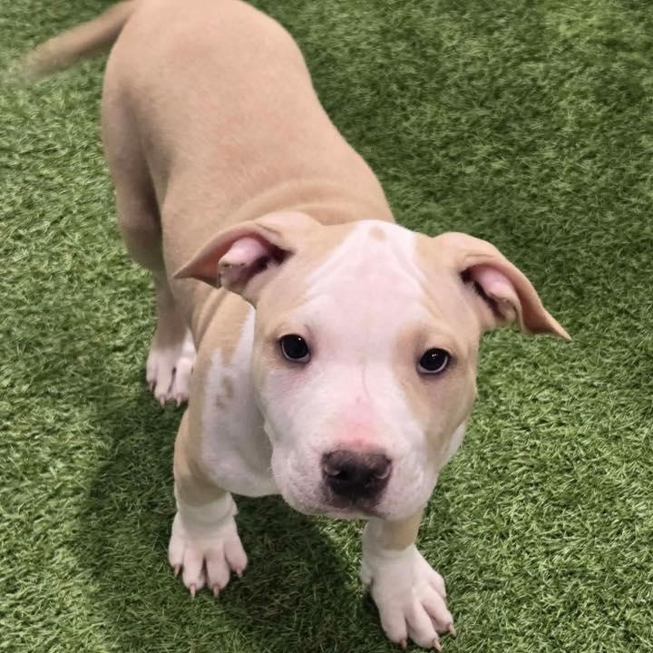 Enlarge M&M's, an adopted mixed breed in Racine, WI image 2/3