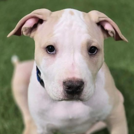 M&M's, adopted, Young Male Pit Bull Terrier.