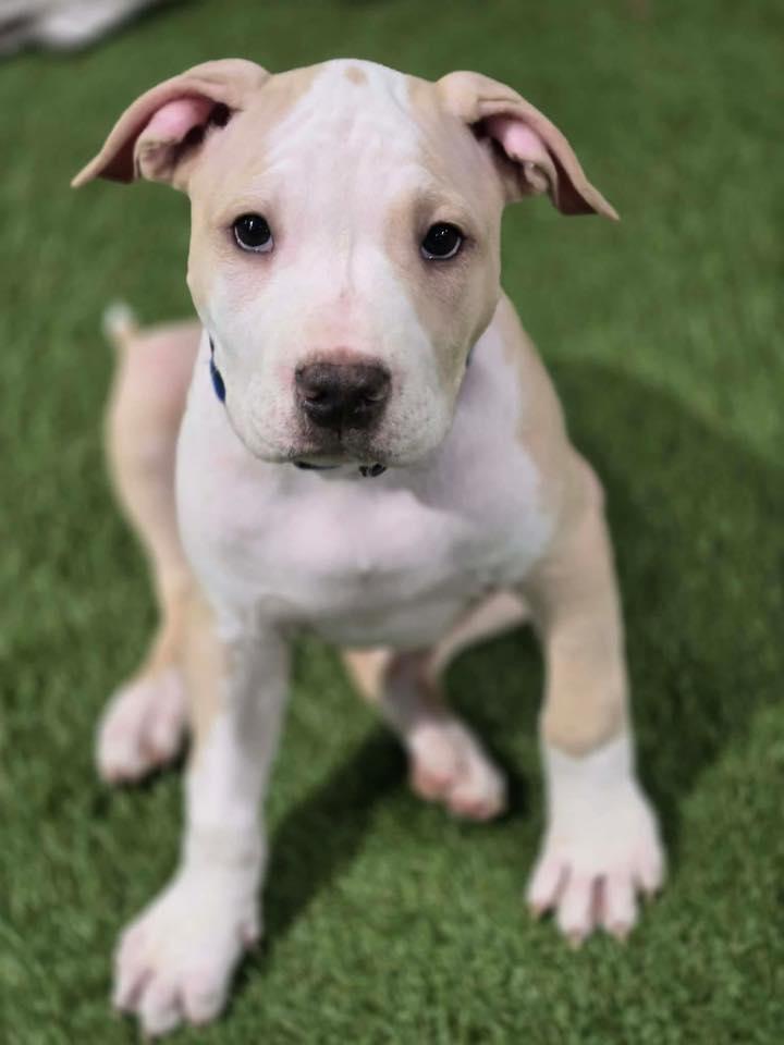 Enlarge M&M's, an adopted mixed breed in Racine, WI image 3/3