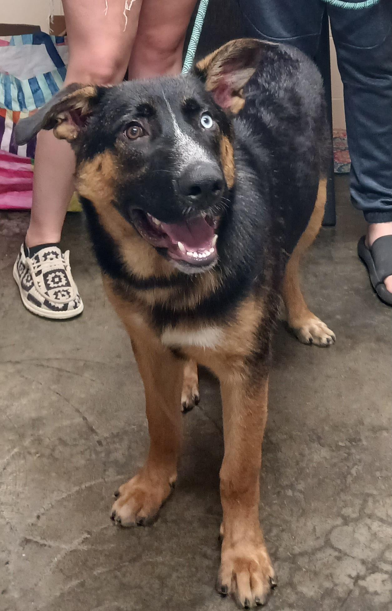 Chunk, an adoptable German Shepherd Dog in Saint Marys, WV image 6/6