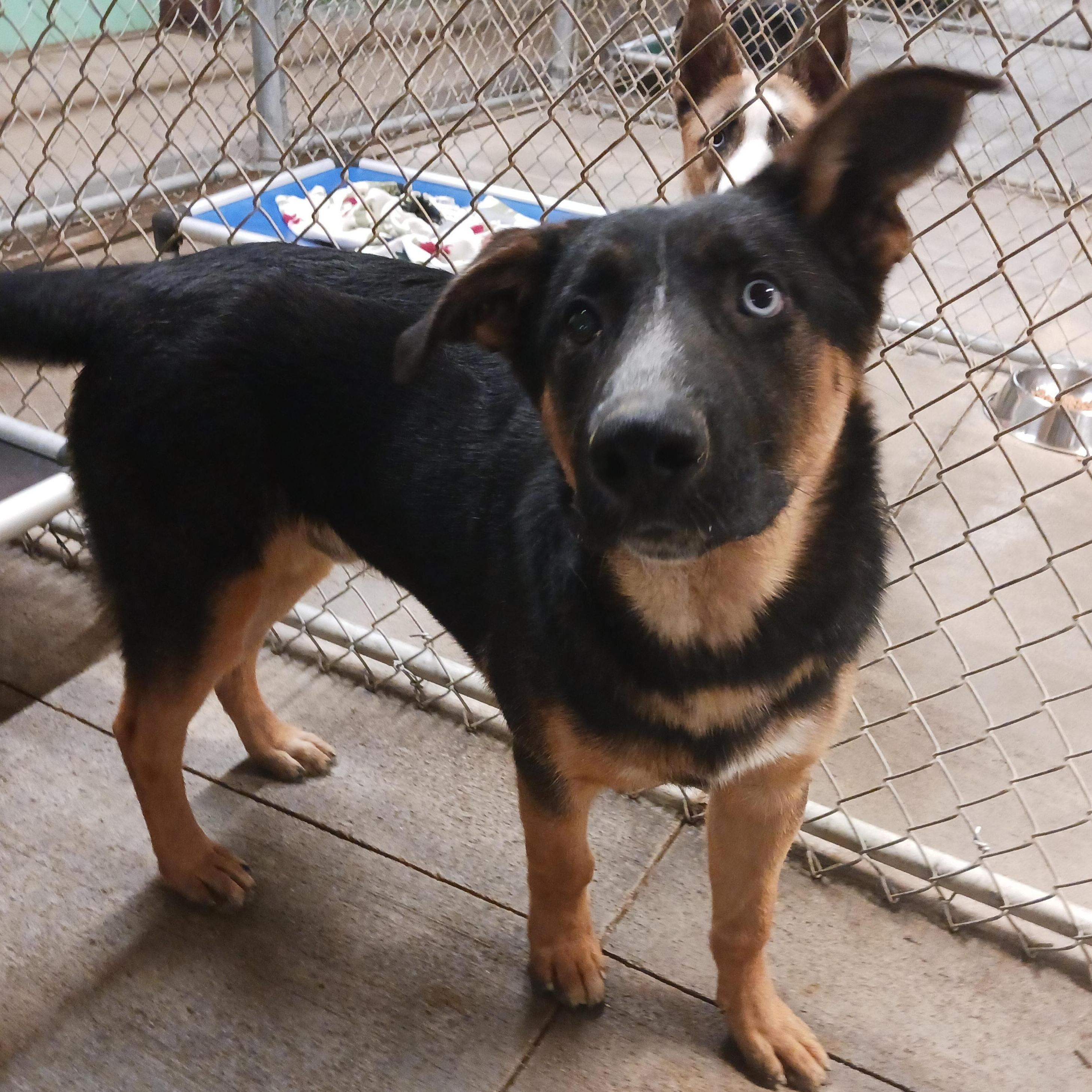 Chunk, an adoptable German Shepherd Dog in Saint Marys, WV image 3/6