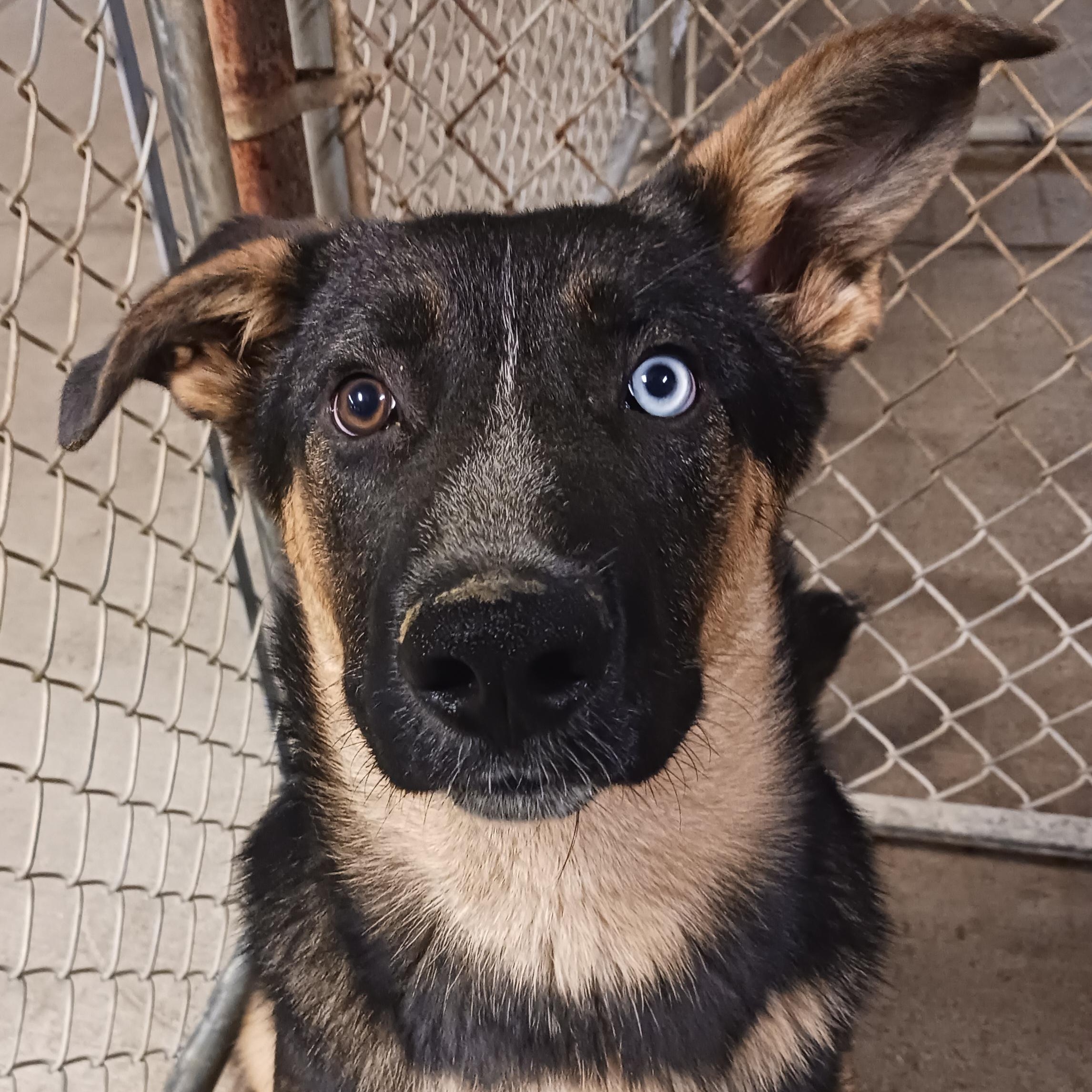 Chunk, an adoptable German Shepherd Dog in Saint Marys, WV image 1/6
