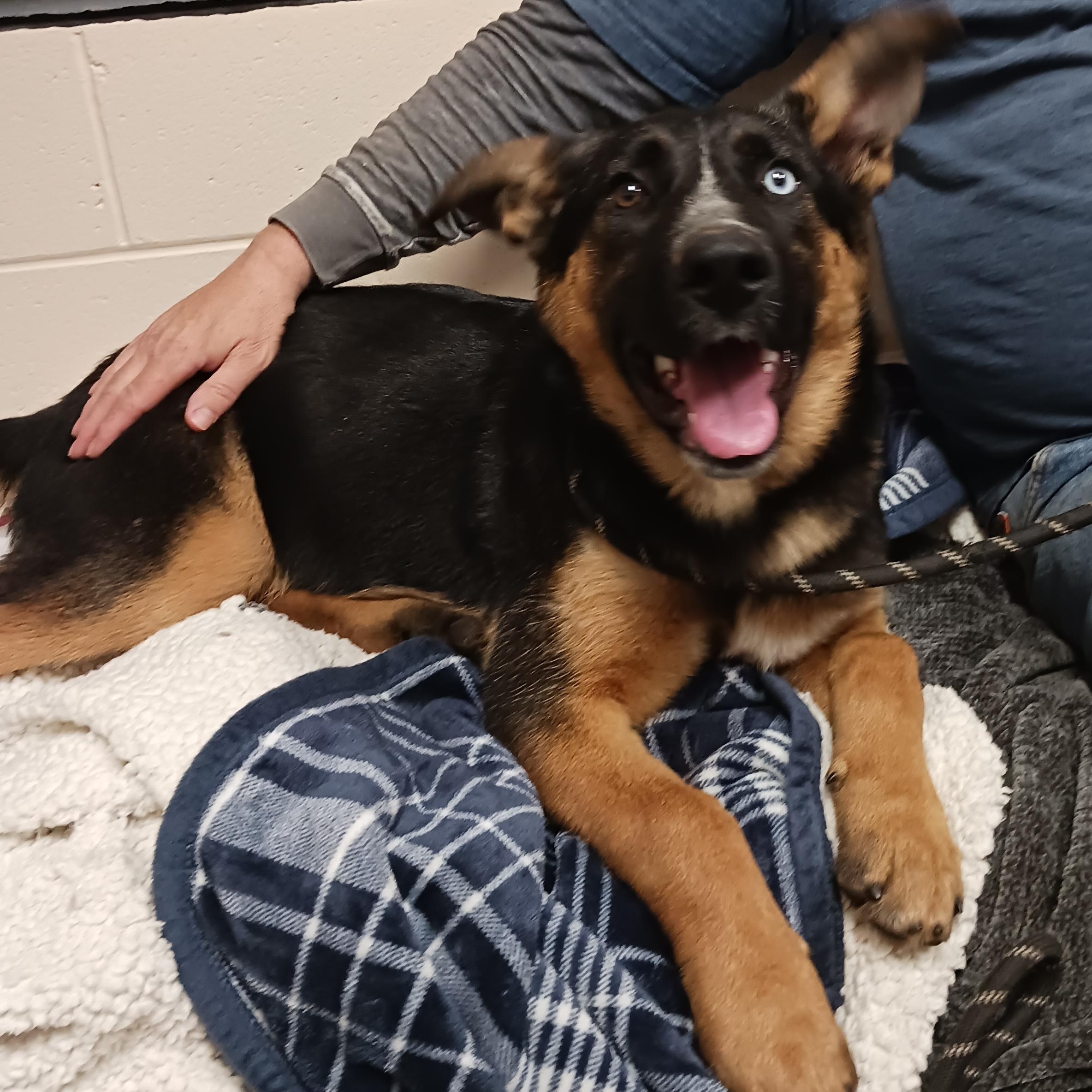 Chunk, an adoptable German Shepherd Dog in Saint Marys, WV image 4/6