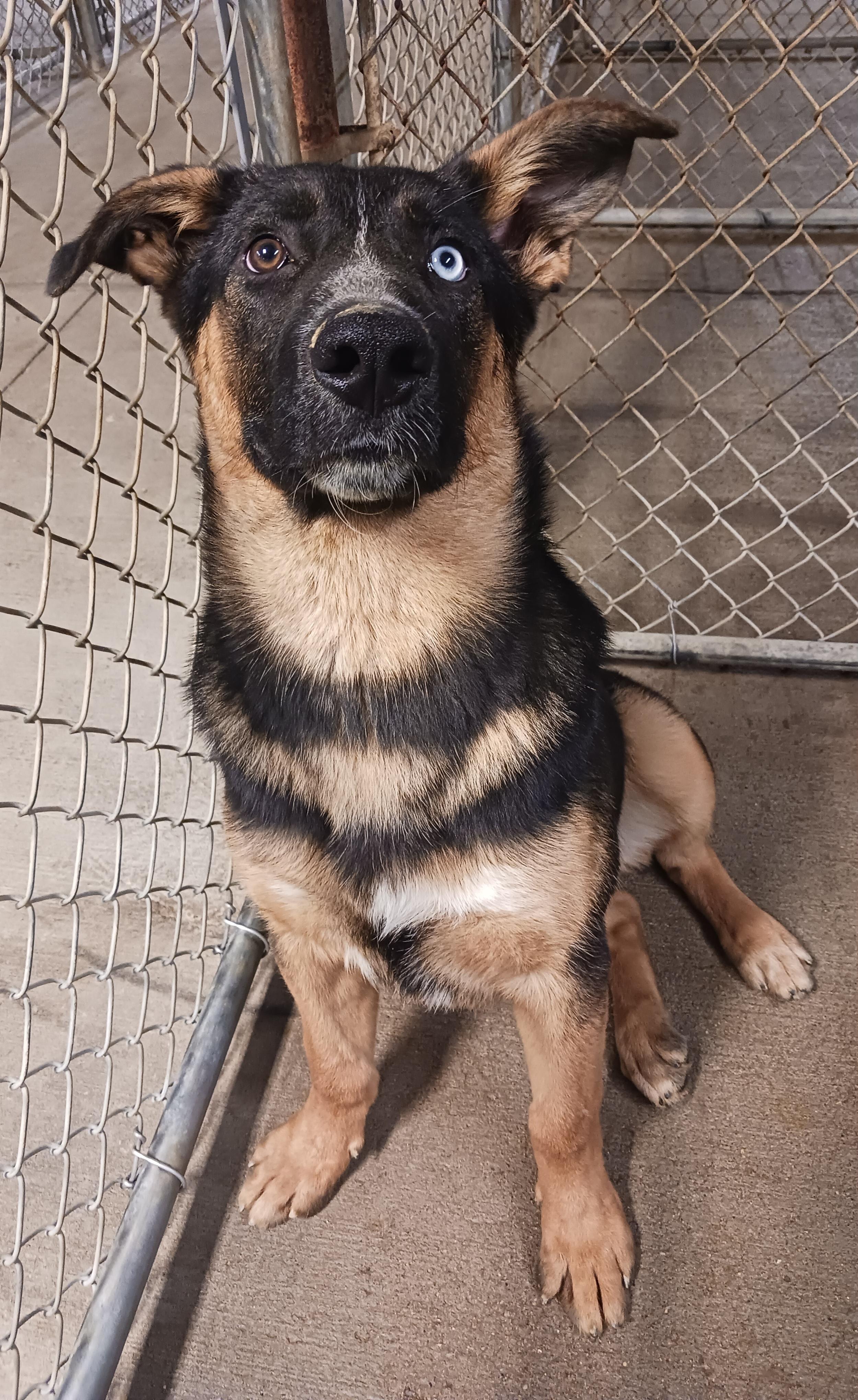 Chunk, an adoptable German Shepherd Dog in Saint Marys, WV image 2/6