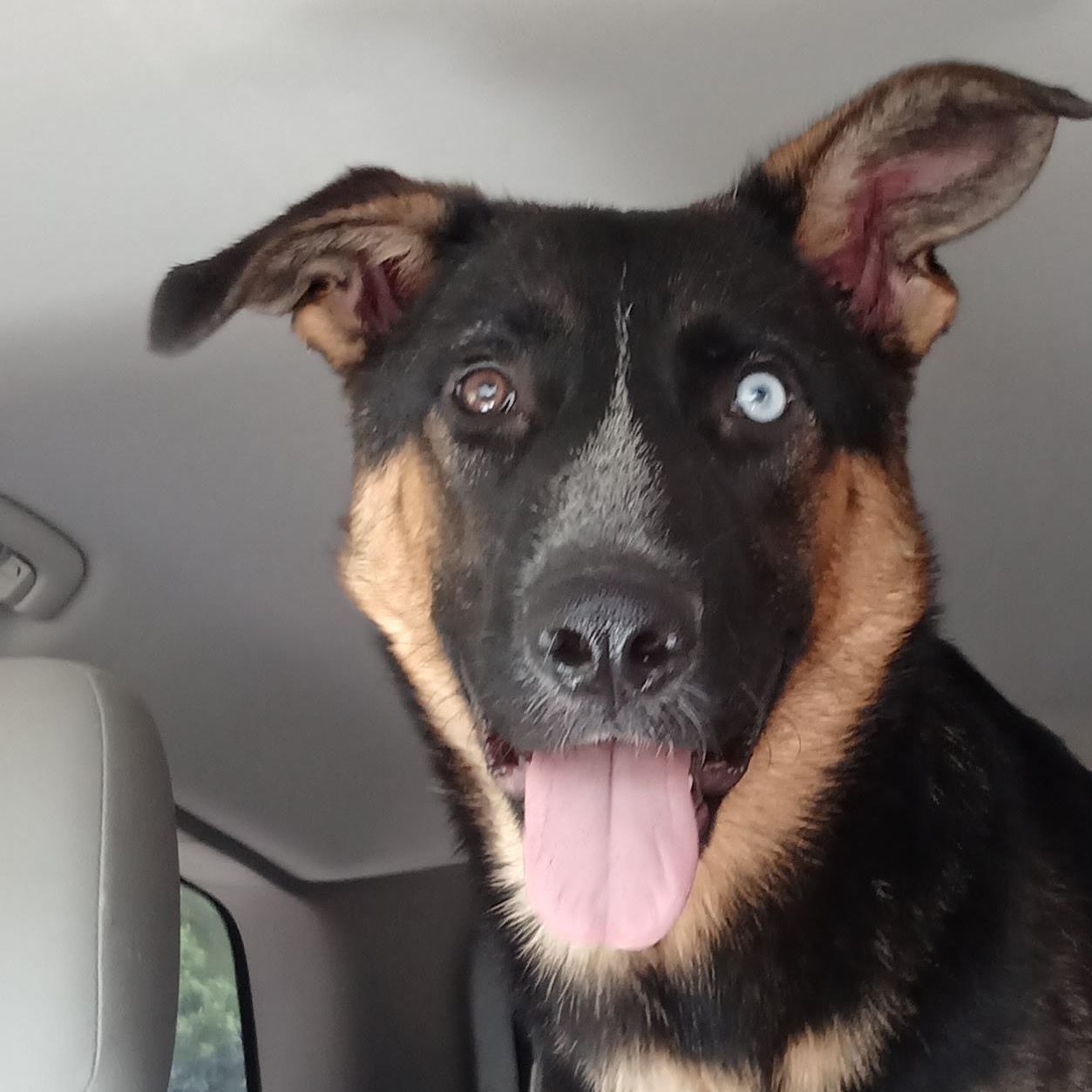 Chunk, an adoptable German Shepherd Dog in Saint Marys, WV image 5/6