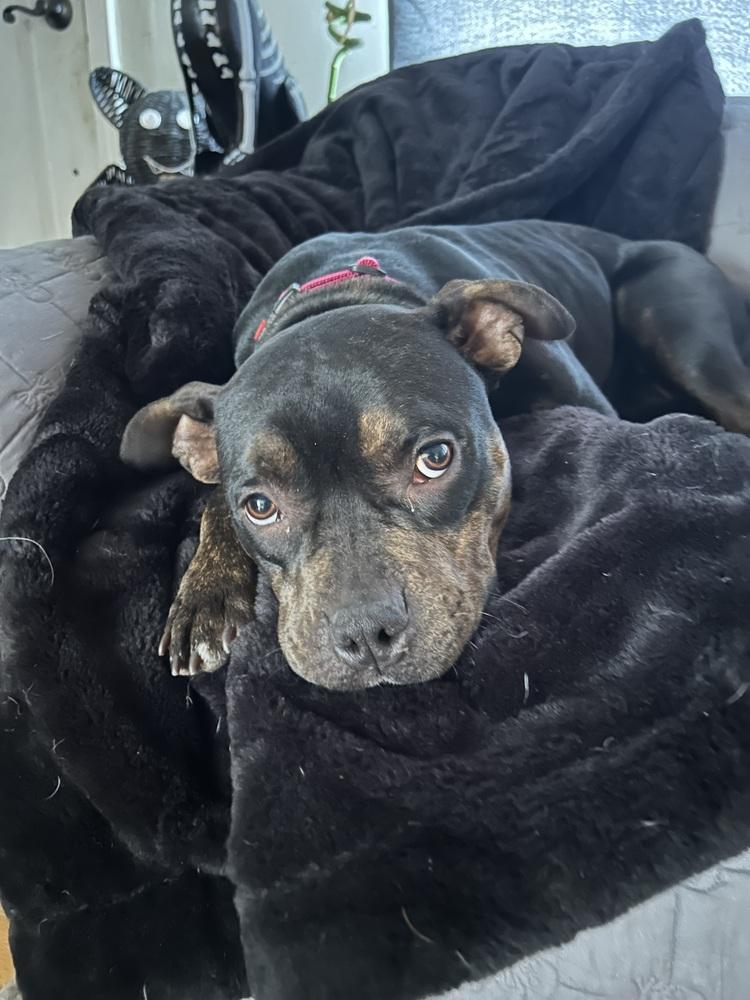 Enlarge Ruby, a Adoptable mixed breed in Plymouth, MI image 1/5