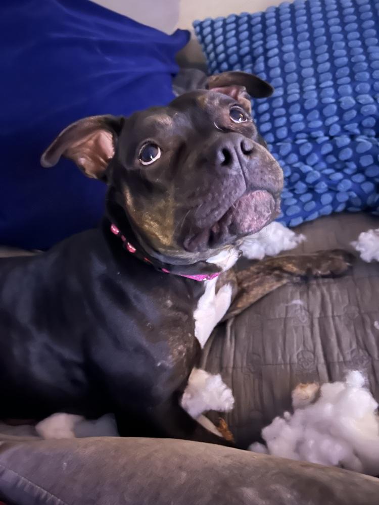 Enlarge Ruby, a Adoptable mixed breed in Plymouth, MI image 2/5