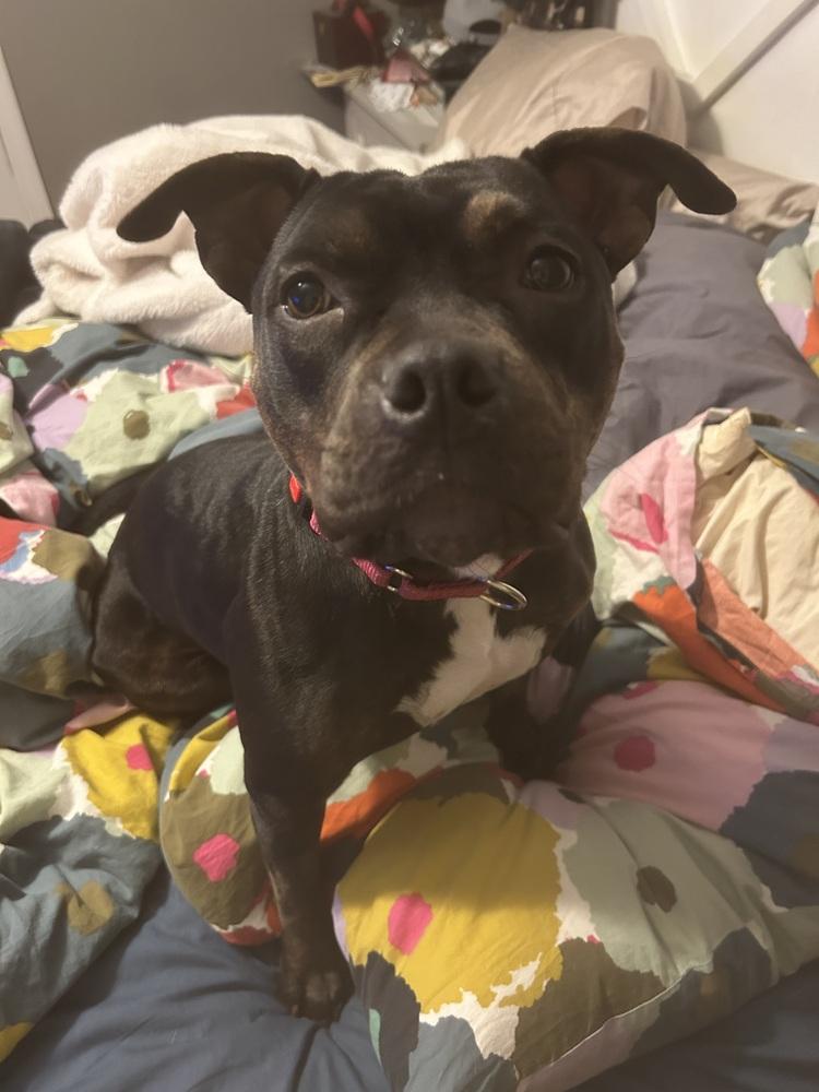 Enlarge Ruby, a Adoptable mixed breed in Plymouth, MI image 3/5